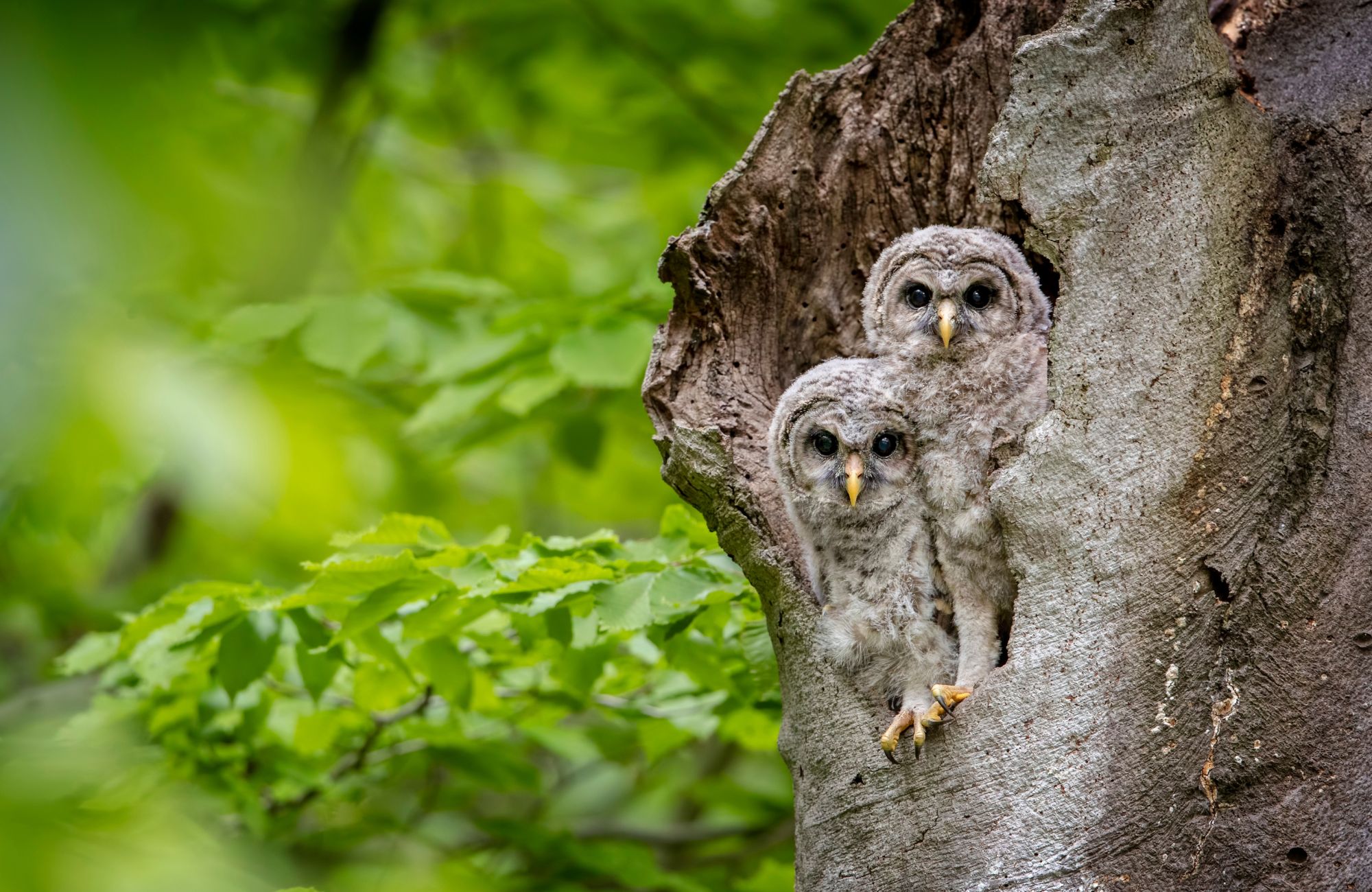 A pair of Barred Owlets explore their new world