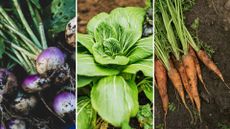 composite of turnips, pak choi and carrots grown in a garden