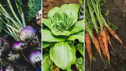 composite of turnips, pak choi and carrots grown in a garden