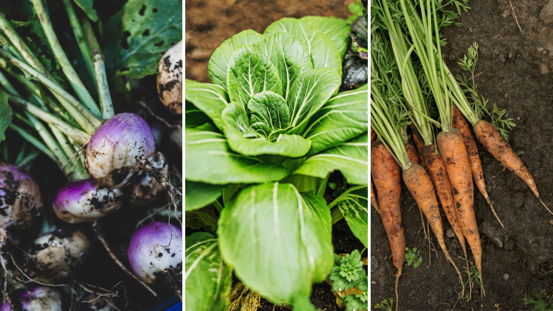 composite of turnips, pak choi and carrots grown in a garden