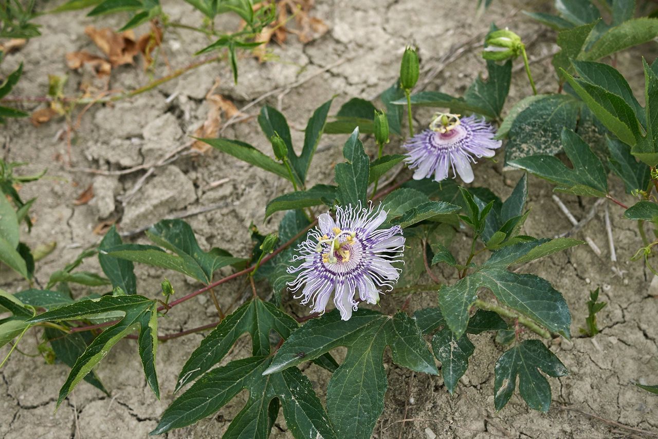 Purple Flowered Maypop Vines In The Garden