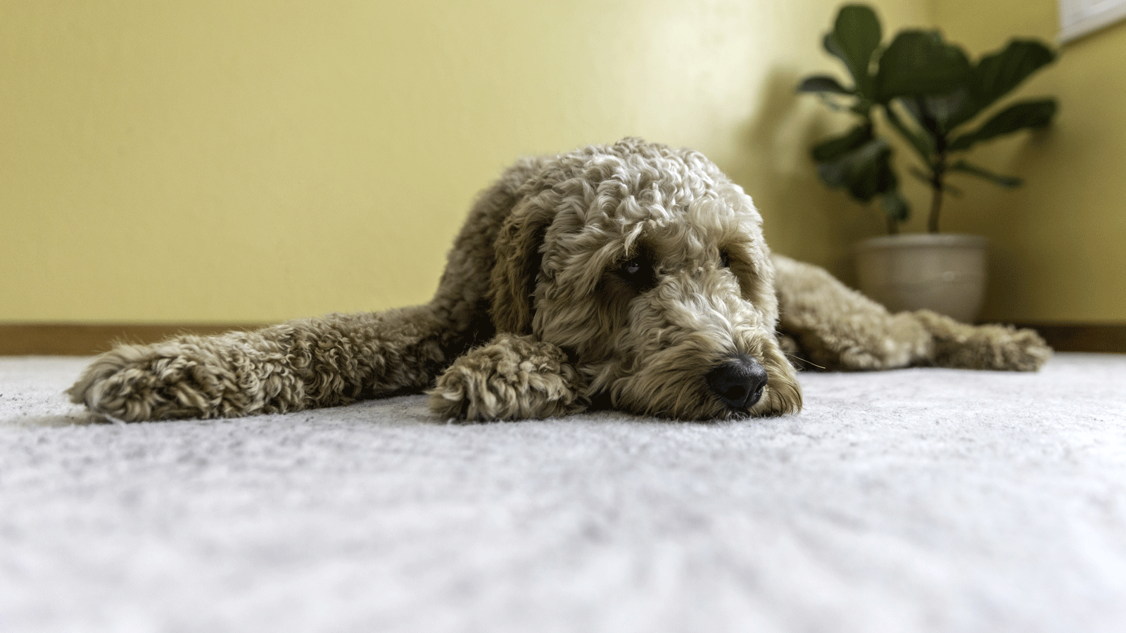 fiddle leaf fig plant and dog