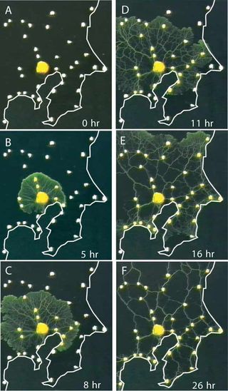 slime mold maze