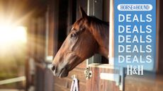 Thoroughbred bay horse looking out of stable in the sunlight with H&H deals graphic