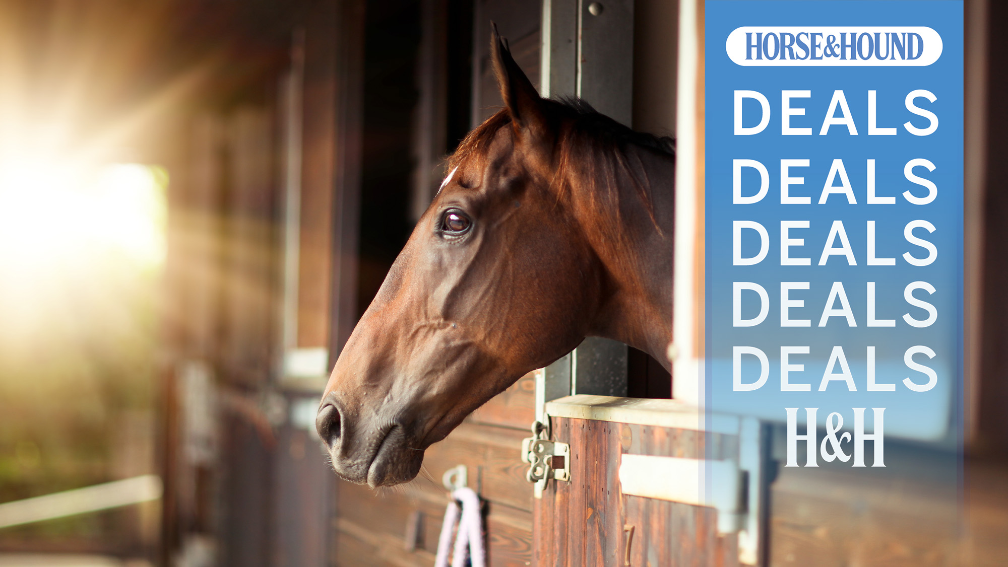 Thoroughbred bay horse looking out of stable in the sunlight with H&amp;H deals graphic