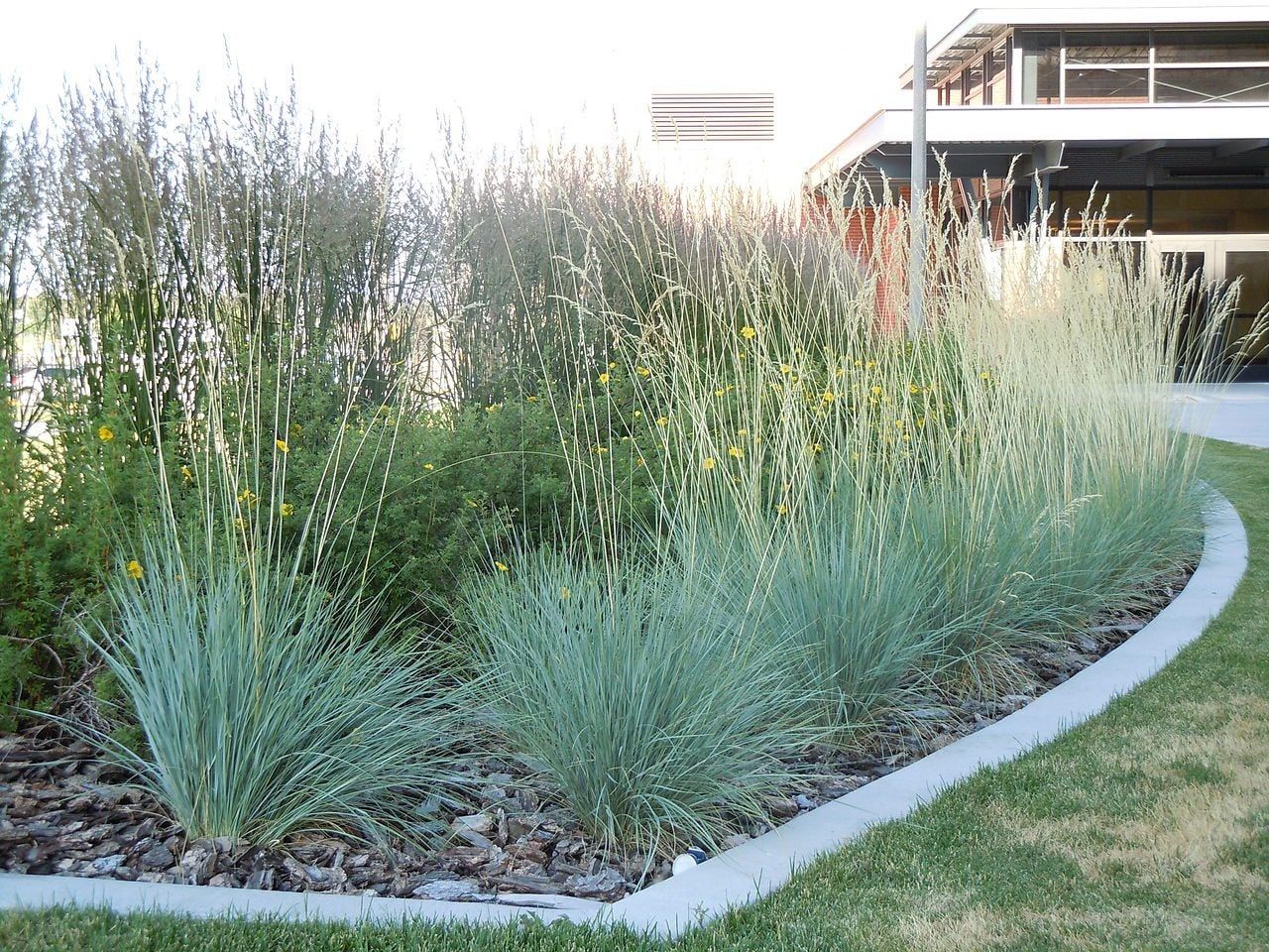 Ornamental Oat Grass