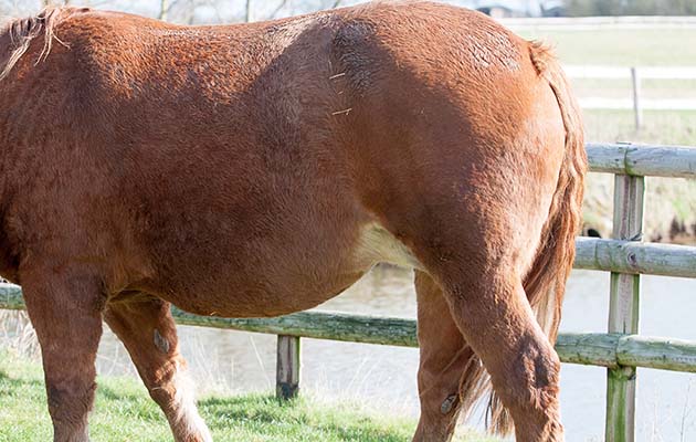 TWEMLOWS_STUD_SUFFOLK_PUNCH-18-2.jpg