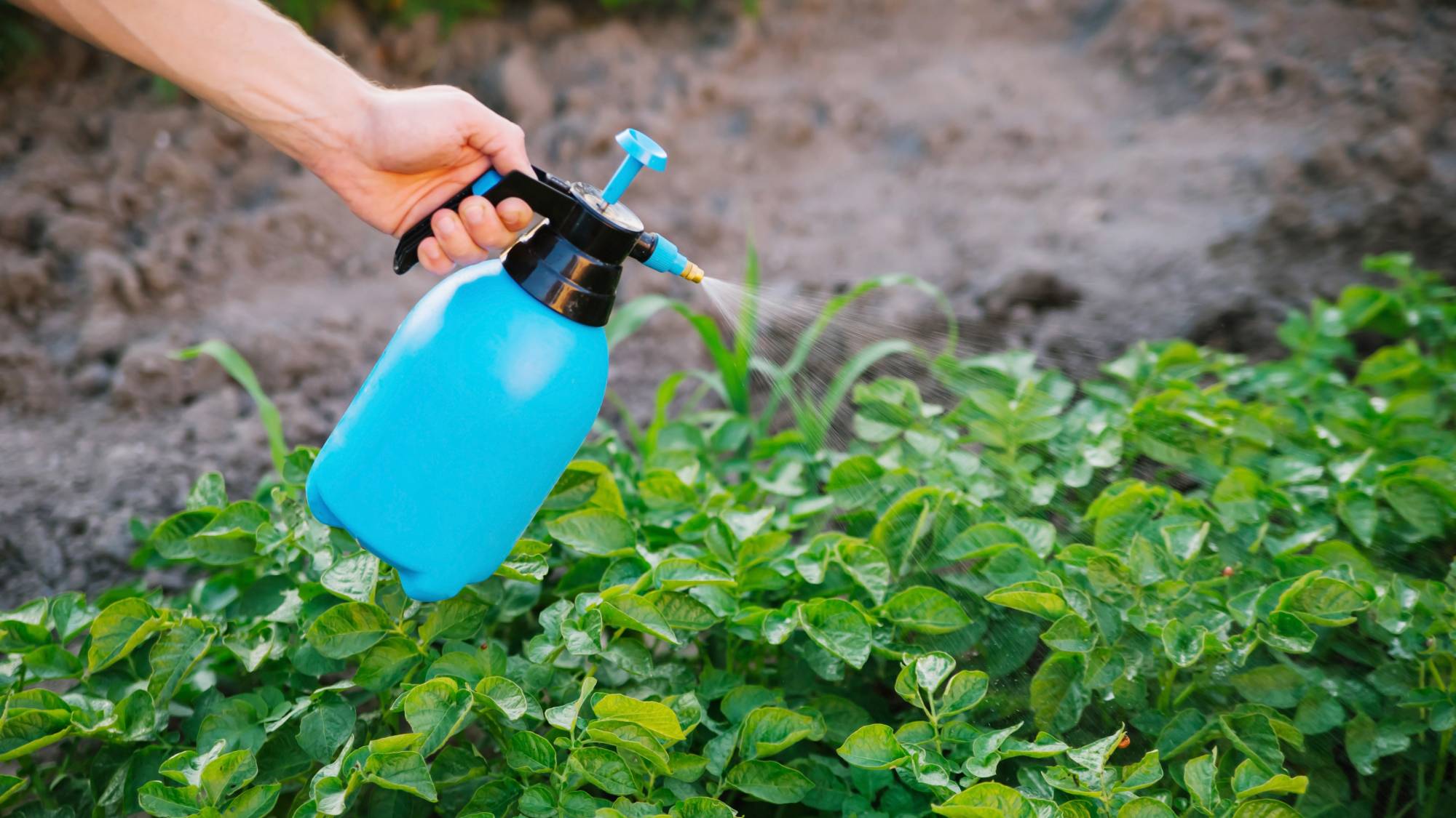 Copper fungicide being sprayed on plants