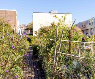 A community garden plot within an urban area, showing fruit trees and sweet peas