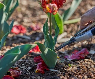 Deadheading tulip blooms in a field