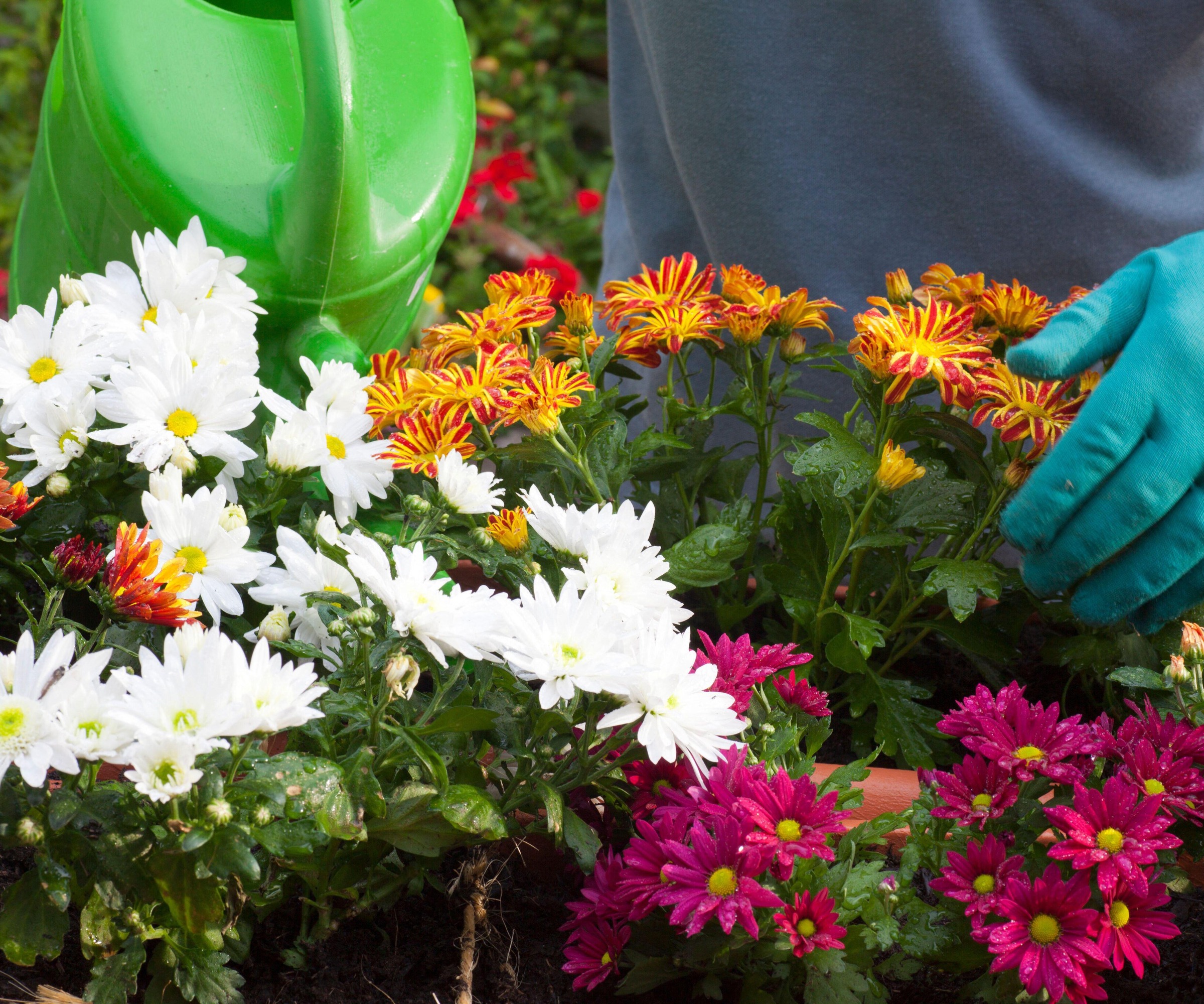 close up of gardener watering chrysanthemums