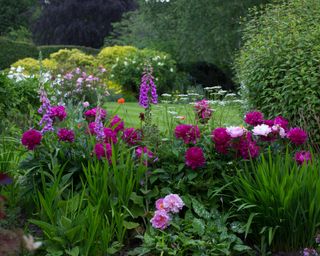 peonies planted in a mixed garden border with foxgloves, and poppies