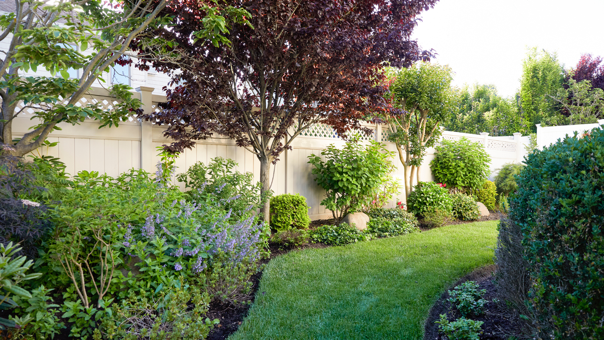 Garden with white fence and hedges and trees along it and a curved lawn pathway in the middle of the garden with more hedges on the other side
