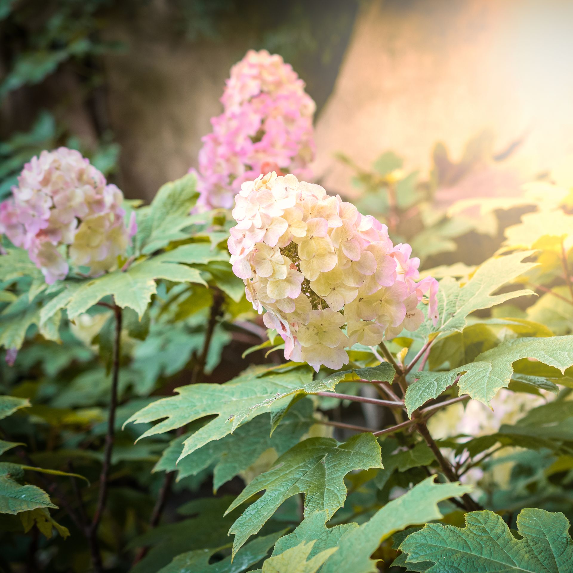 Pink and white oakleaf hydrangea