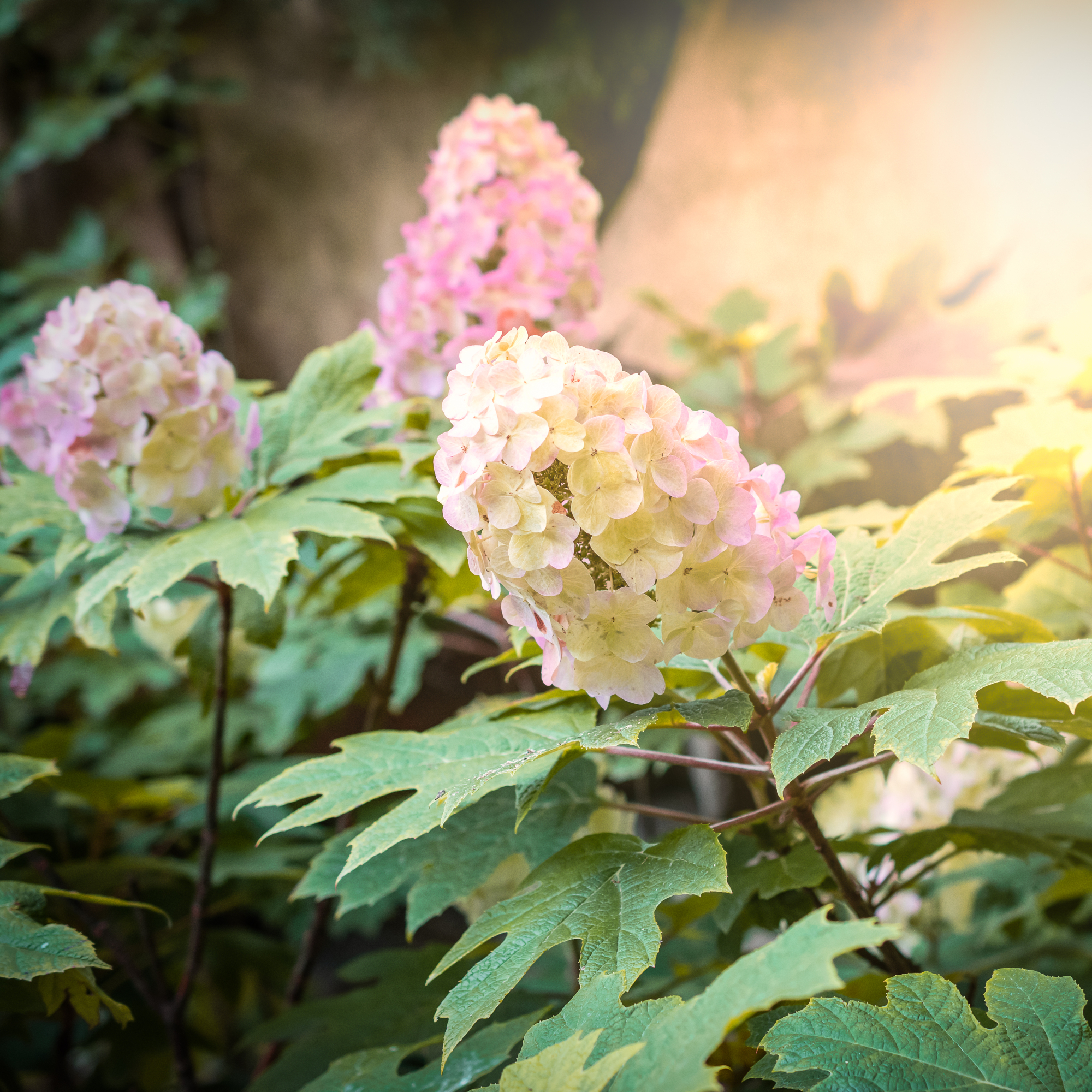 Pink and white oakleaf hydrangea