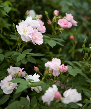 Rosa 'narrow'water' in the modern rose garden design by Colm Joseph for the 2019 Chelsea Flower Show