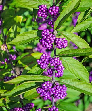 Beautyberry Callicarpa americana