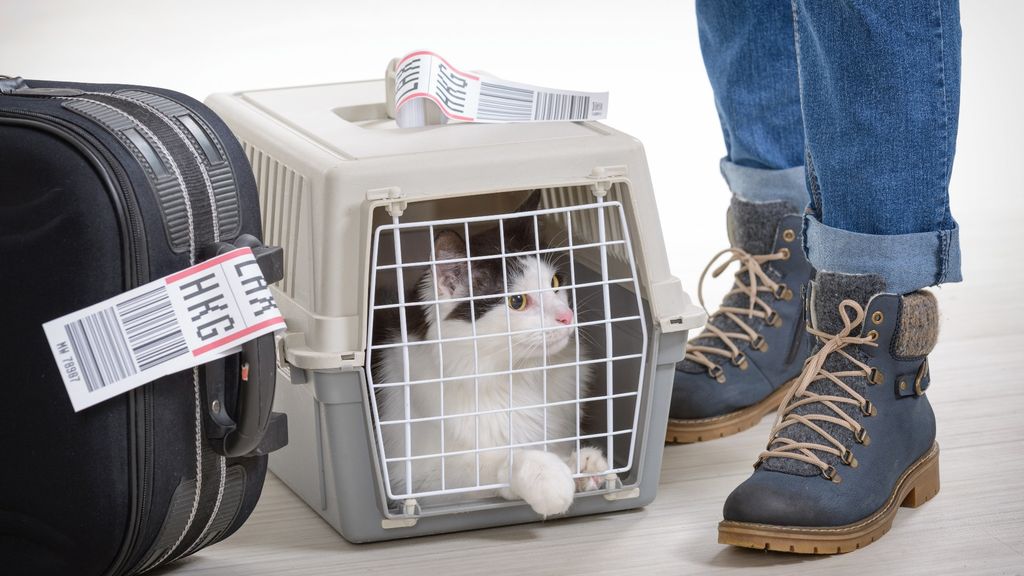 Top tips for flying with a cat PetsRadar