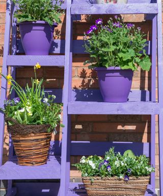 shelves painted violet with plants on them