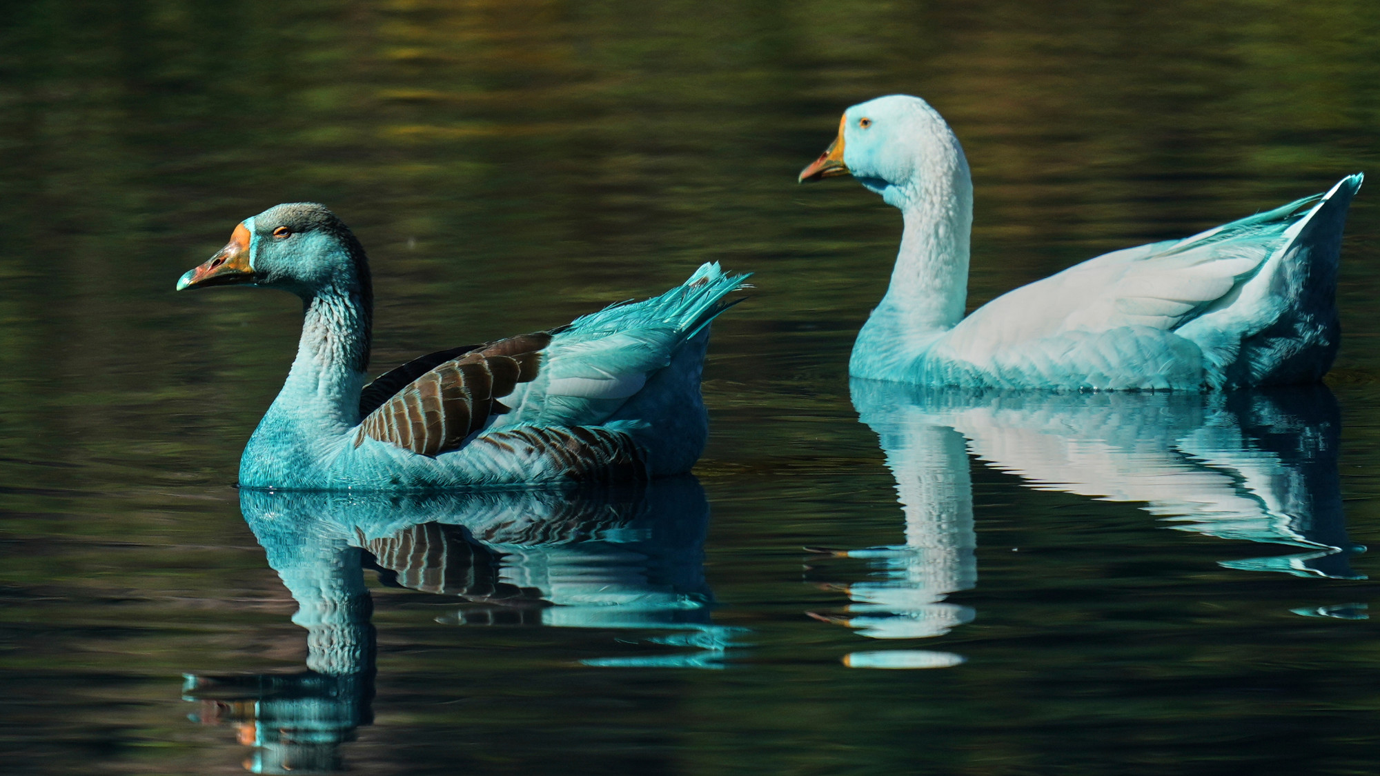 A pair of geese