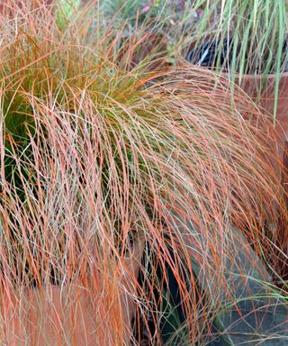 potted carex testacea in fall display