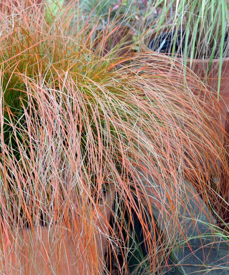 Best ornamental grasses for winter interest expert picks Homes & Gardens