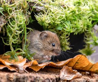 Bank Vole Wild