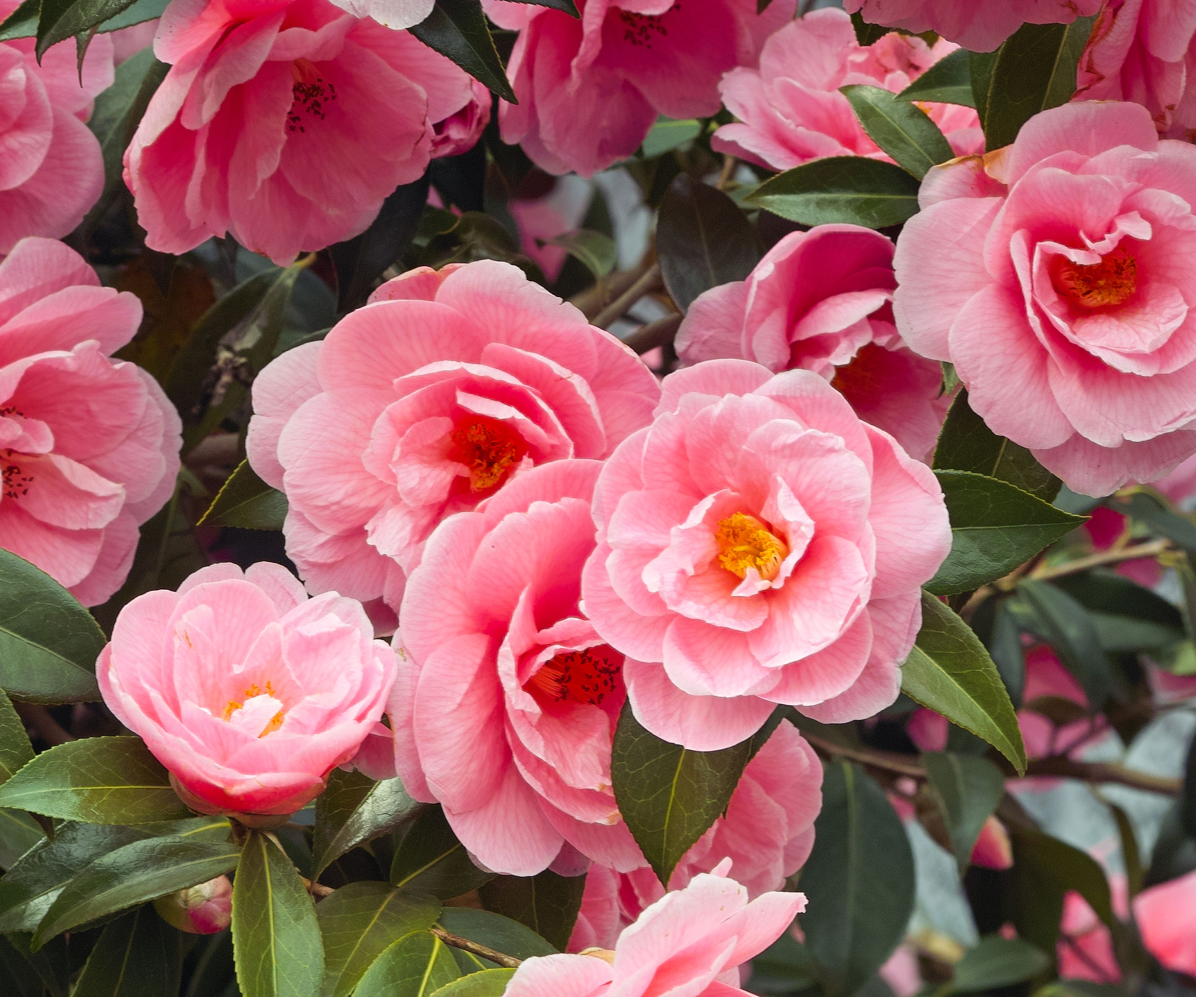 camellia plant filled with pink flowers