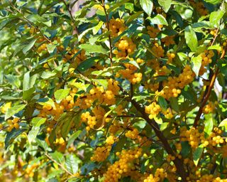 Oleaster (Eleagnus angustifolia) with many berries