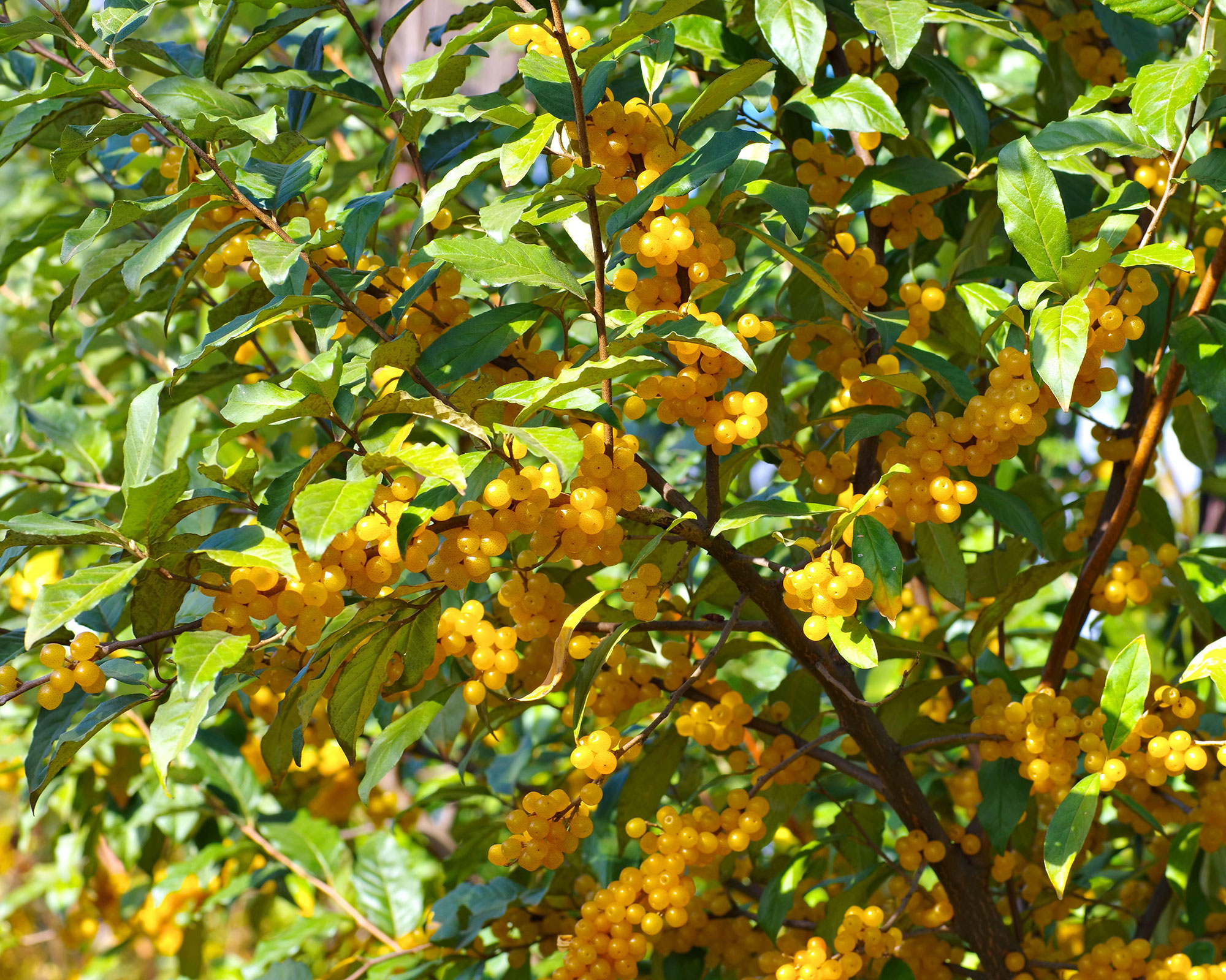 Oleaster (Eleagnus angustifolia) with many berries