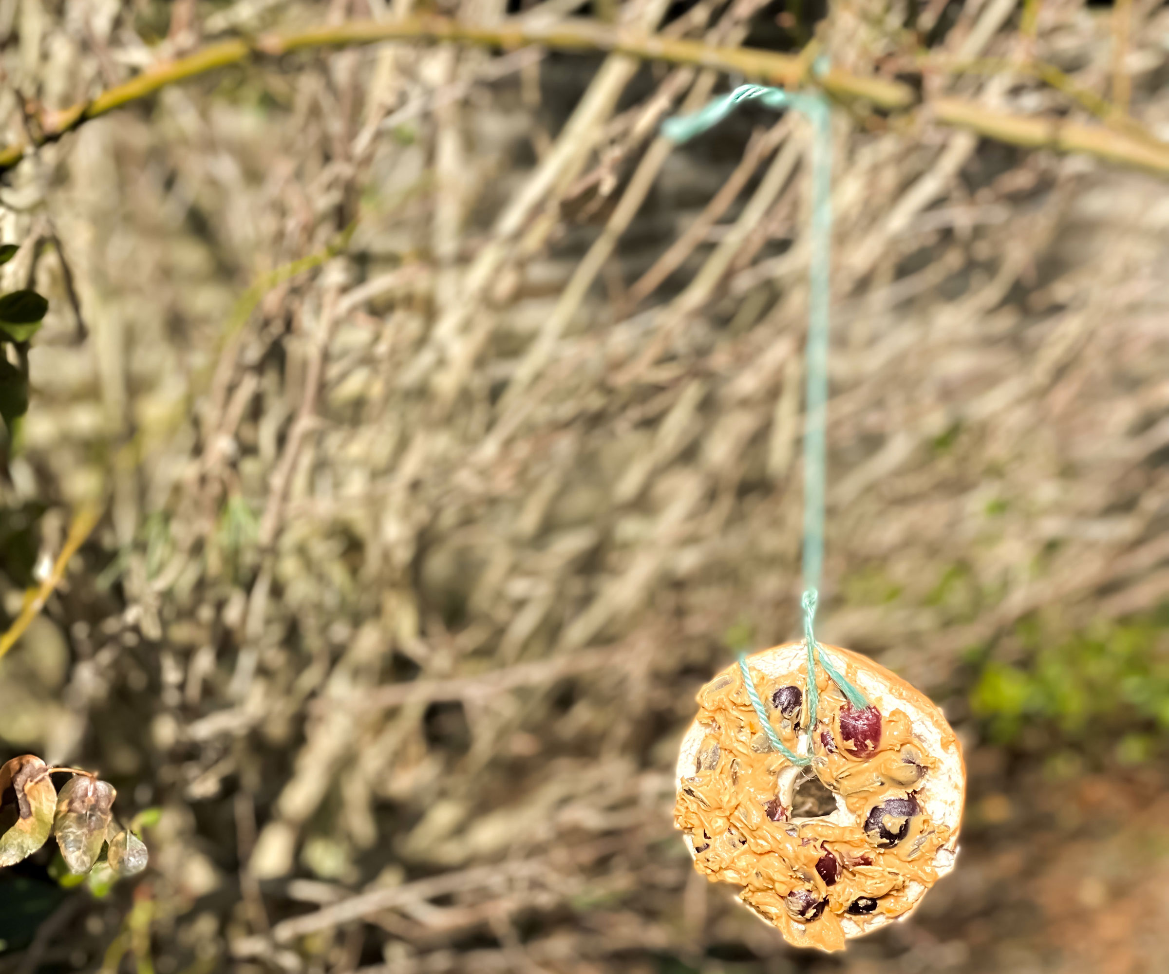 sunflower and berry suet cake for birds hanging from branch in garden