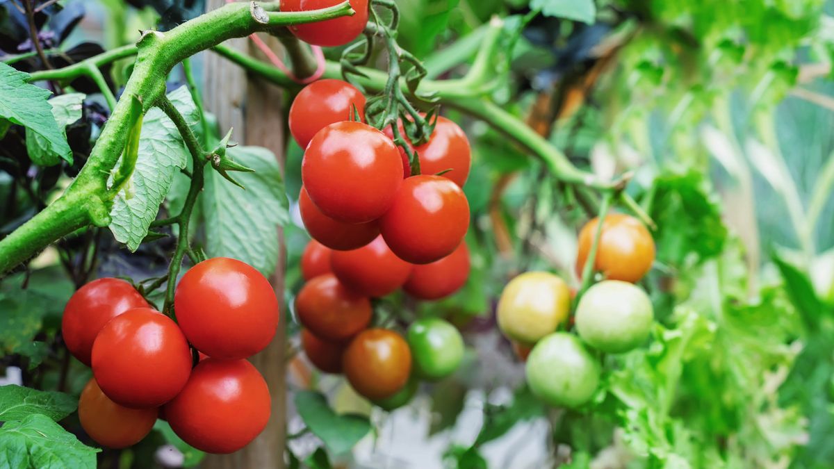 Tomato plants