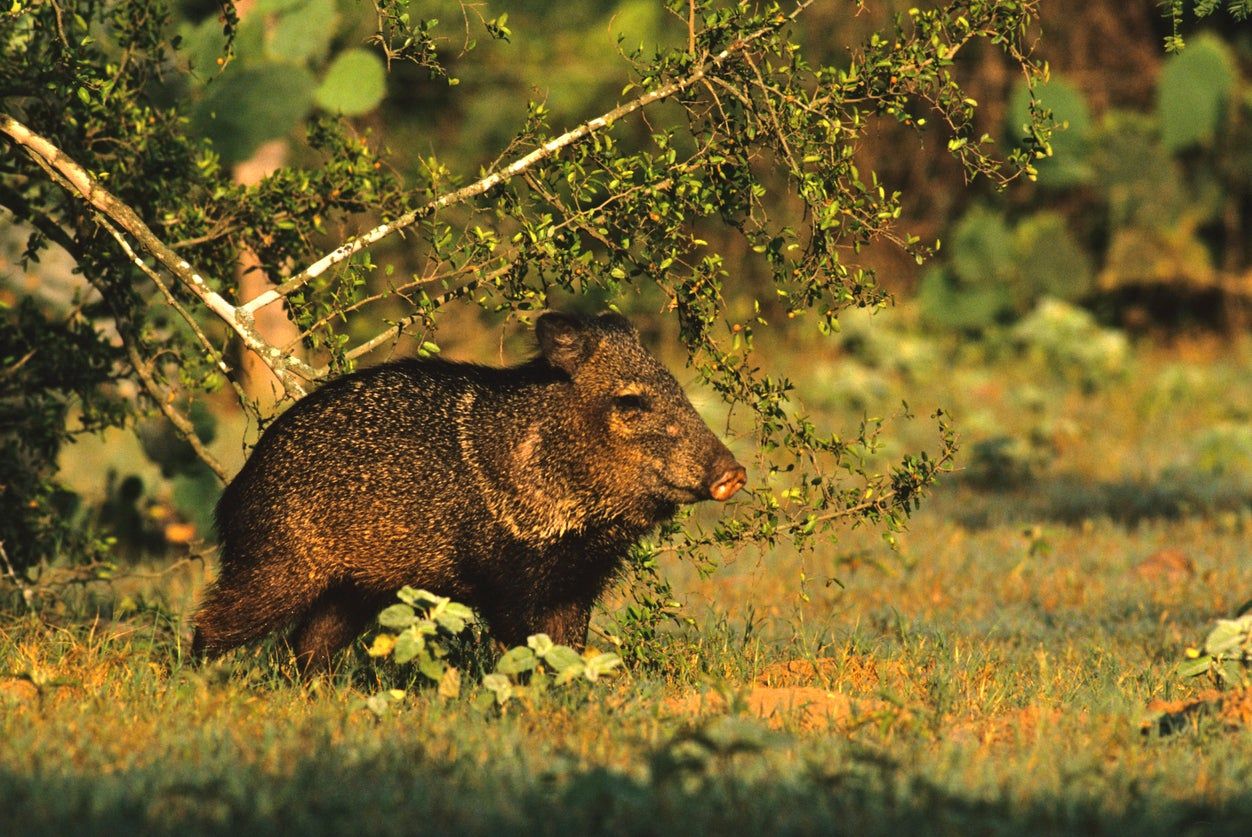 Wild Pig In Garden