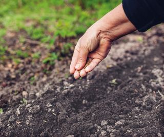 Sowing seeds directly into the soil