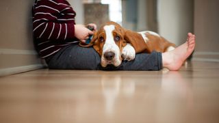 Basset hound lying across owner's legs