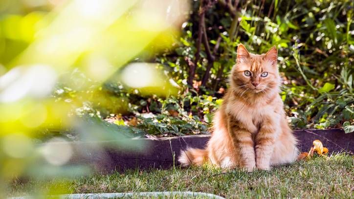 a ginger cat sitting in the shade to stay cool