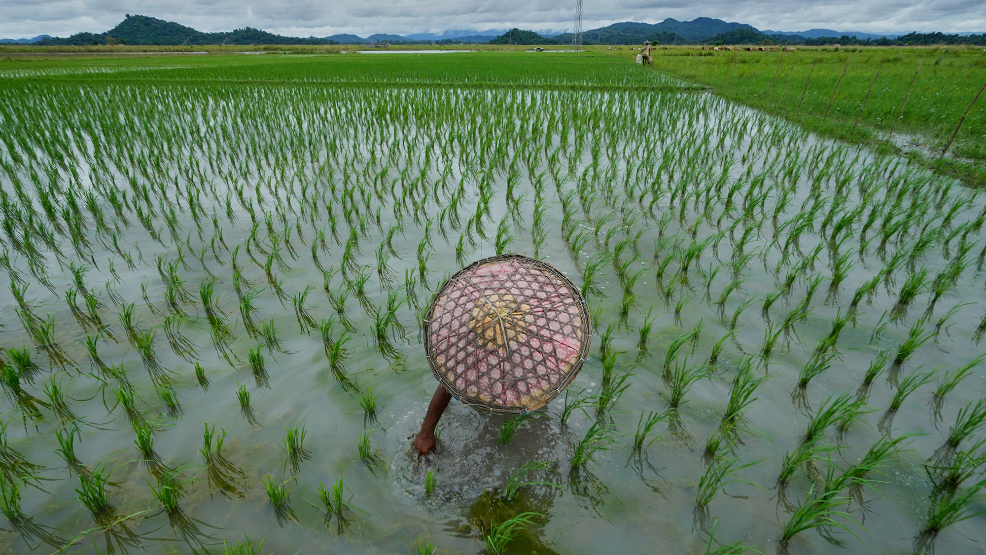 A farmer weeds a paddy field on the outskirts of Guwahati, India