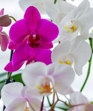 orchids