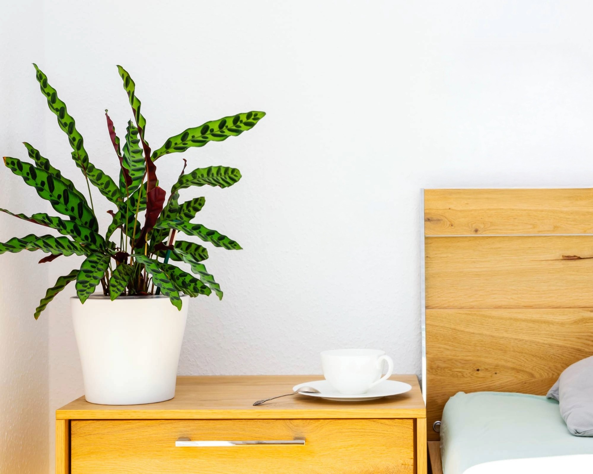 Rattlesnake calathea houseplant on bedside table
