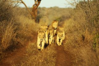 A lion pride elegantly runs through the bush at Thanda Safari in South Africa