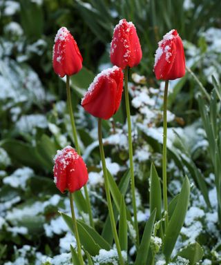 red tulips in snow