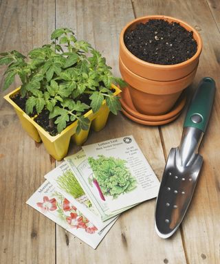 Selection of seed packets next to trowel, mini terracotta pot, and tomato seedlings