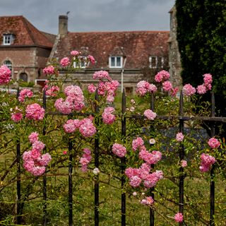 Rambling roses on a fence