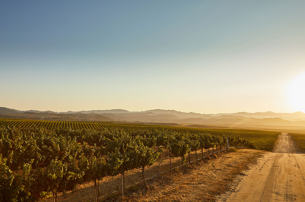 Noble Vines vineyard