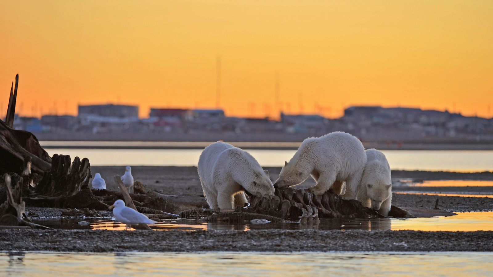 At sunset two polar bears are seen on a shoreline eating from a bony carcass.