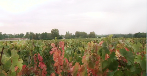 Bordeaux 2012, Bordeaux En Primeur 2012, Bordeaux 2012 En Primeur Haut Bailly