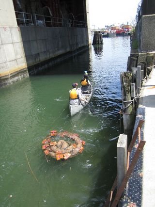 Paddlers tow a float intended to house fungus with the ability to breakdown toxic contaminants like those in the water of Newtown Creek in New York City.