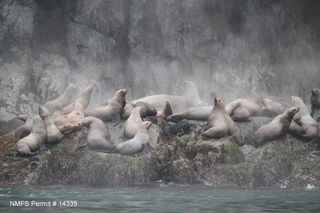 The study findings suggest that predators are increasingly targeting younger Steller sea lions.