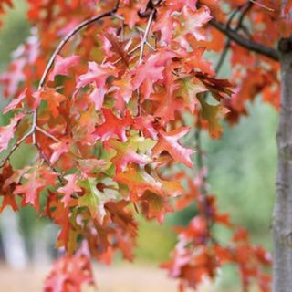 Quercus Coccinea