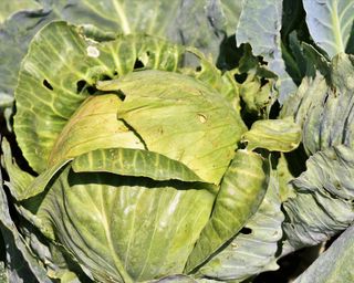 summer cabbage that can be planted in june